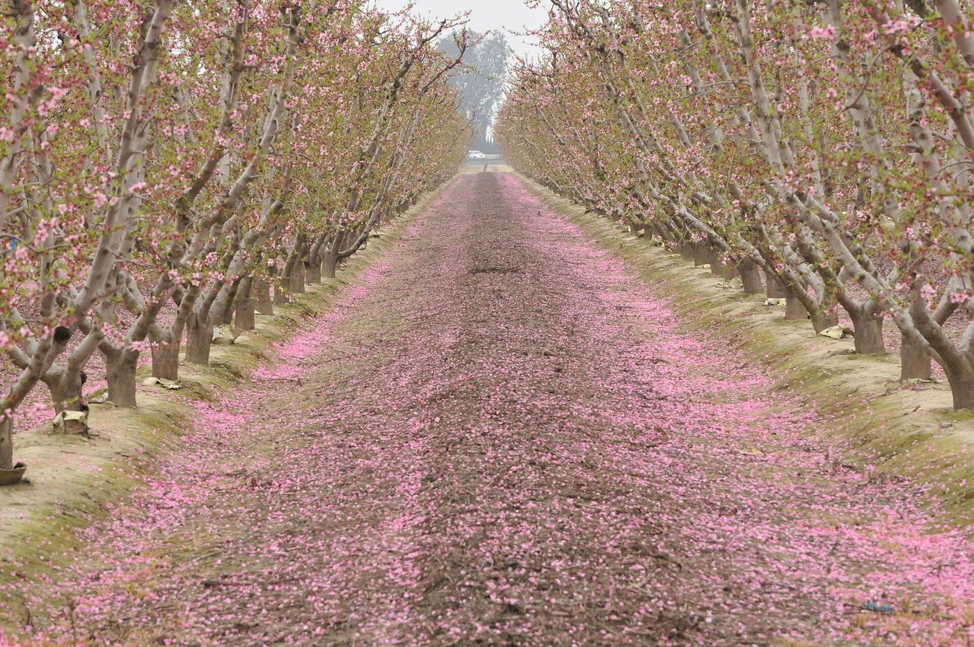 Rows of blossoming orchard trees along the Fresno County Blossom Trail